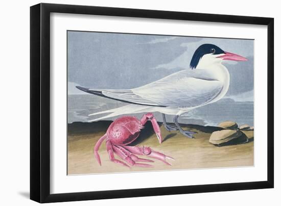 Cayenne Tern-John James Audubon-Framed Giclee Print