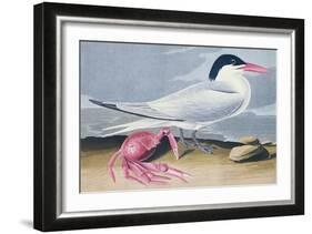 Cayenne Tern-John James Audubon-Framed Giclee Print