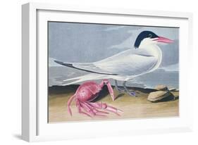 Cayenne Tern-John James Audubon-Framed Giclee Print