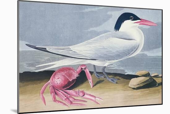 Cayenne Tern-John James Audubon-Mounted Giclee Print