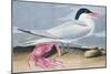 Cayenne Tern-John James Audubon-Mounted Giclee Print