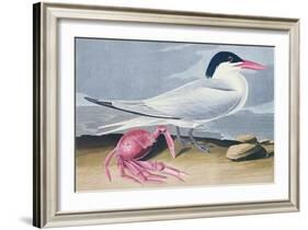 Cayenne Tern-John James Audubon-Framed Giclee Print