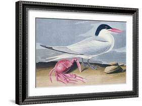 Cayenne Tern-John James Audubon-Framed Giclee Print