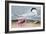 Cayenne Tern-John James Audubon-Framed Giclee Print