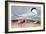 Cayenne Tern-John James Audubon-Framed Giclee Print