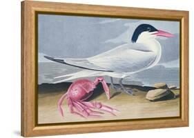 Cayenne Tern-John James Audubon-Framed Premier Image Canvas
