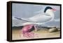 Cayenne Tern-John James Audubon-Framed Premier Image Canvas