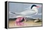 Cayenne Tern-John James Audubon-Framed Premier Image Canvas