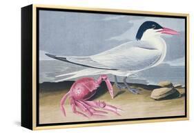 Cayenne Tern-John James Audubon-Framed Premier Image Canvas