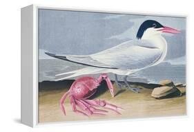 Cayenne Tern-John James Audubon-Framed Premier Image Canvas