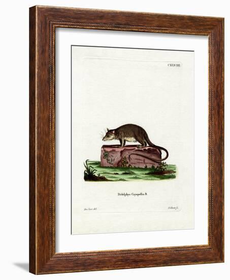 Cayopollin-null-Framed Giclee Print