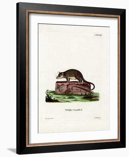 Cayopollin-null-Framed Giclee Print