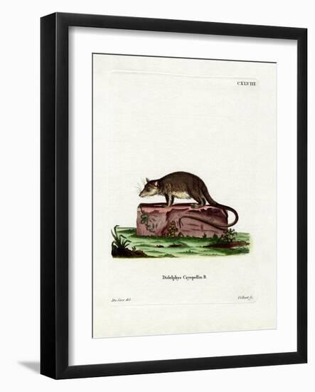 Cayopollin-null-Framed Giclee Print