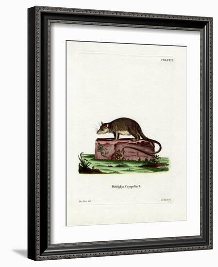 Cayopollin-null-Framed Giclee Print