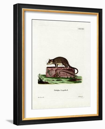 Cayopollin-null-Framed Giclee Print