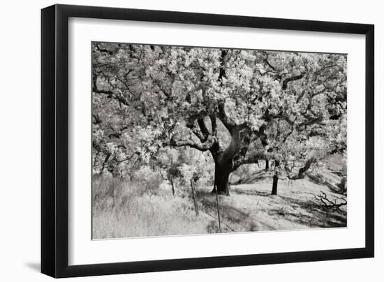 Cayucos II-Lee Peterson-Framed Photographic Print