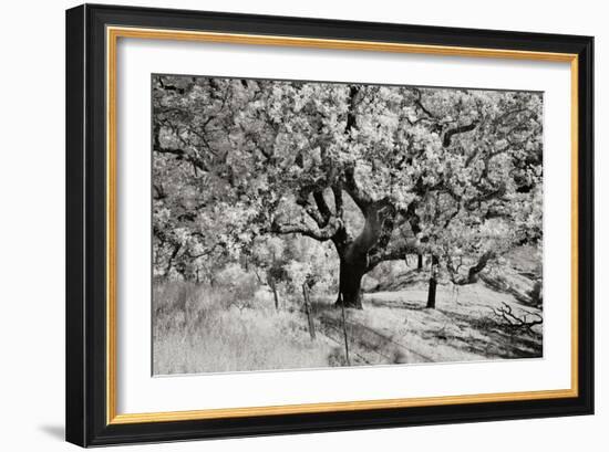 Cayucos II-Lee Peterson-Framed Photographic Print