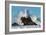 Cayucos Waves II-Lee Peterson-Framed Photo