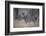 Ccommon zebra (plains zebra) (Burchell's zebra) (Equus burchelli), Selous Game Reserve, Tanzania, E-James Hager-Framed Photographic Print