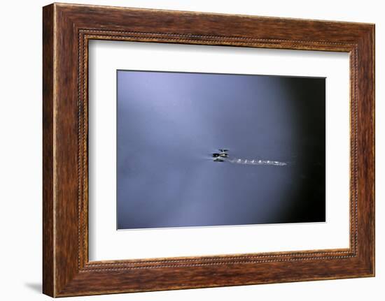 Cculex Pipiens (Common House Mosquito) - Emerging (A1)-Paul Starosta-Framed Photographic Print