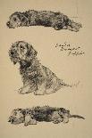 Collie Dog Relaxes-Cecil Aldin-Photographic Print