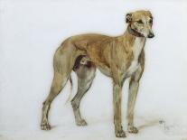 Borzoi, 1930, Illustrations from His Sketch Book Used for 'Just among Friends', Later Published by-Cecil Charles Windsor Aldin-Framed Giclee Print