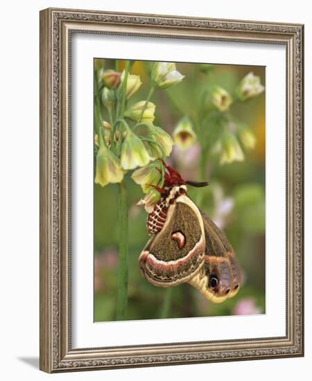 Cecropia Moth on Alium Flowers-Nancy Rotenberg-Framed Photographic Print