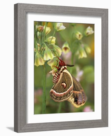 Cecropia Moth on Alium Flowers-Nancy Rotenberg-Framed Photographic Print