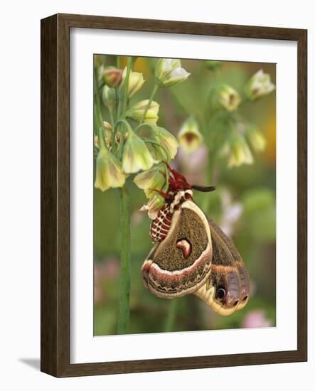 Cecropia Moth on Alium Flowers-Nancy Rotenberg-Framed Photographic Print