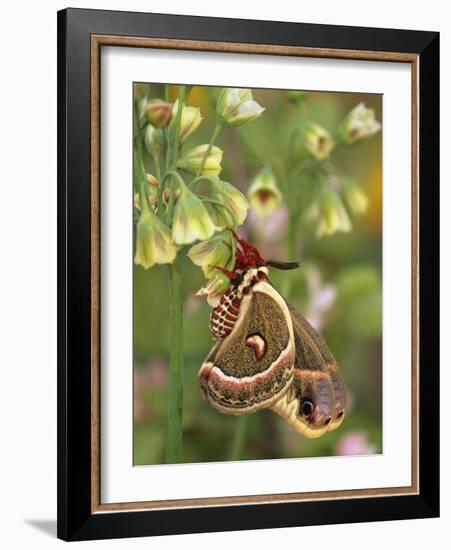 Cecropia Moth on Alium Flowers-Nancy Rotenberg-Framed Photographic Print