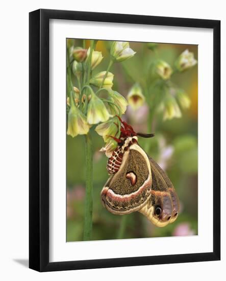 Cecropia Moth on Alium Flowers-Nancy Rotenberg-Framed Photographic Print