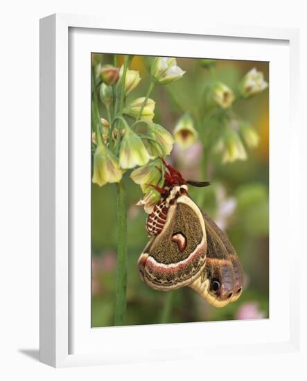 Cecropia Moth on Alium Flowers-Nancy Rotenberg-Framed Photographic Print