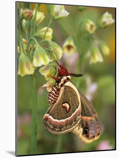 Cecropia Moth on Alium Flowers-Nancy Rotenberg-Mounted Photographic Print