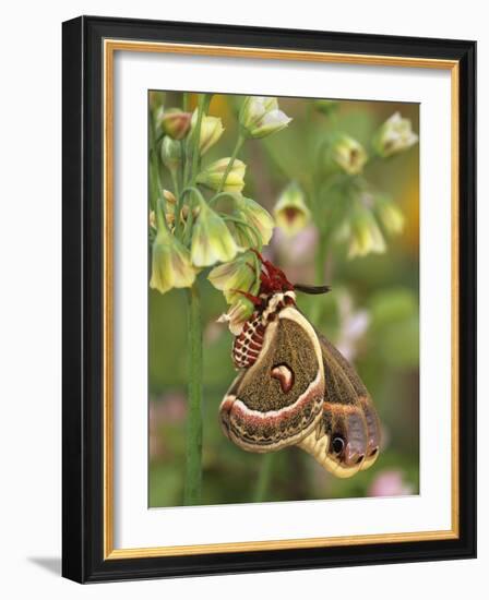 Cecropia Moth on Alium Flowers-Nancy Rotenberg-Framed Photographic Print