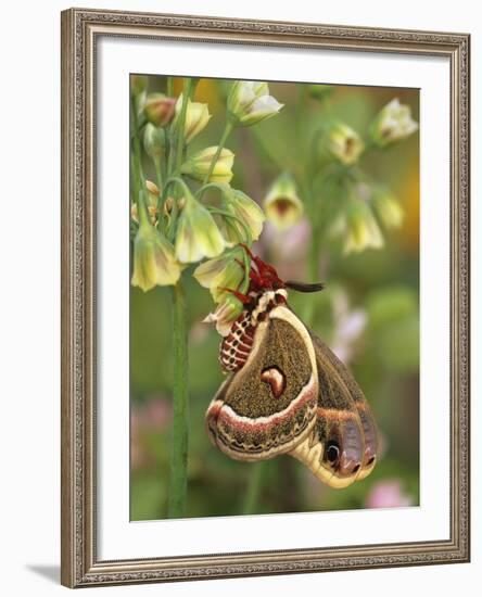 Cecropia Moth on Alium Flowers-Nancy Rotenberg-Framed Photographic Print