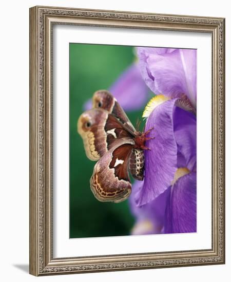 Cecropia Moth on Iris in Garden-Nancy Rotenberg-Framed Photographic Print