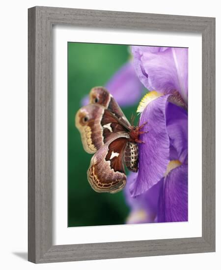 Cecropia Moth on Iris in Garden-Nancy Rotenberg-Framed Photographic Print