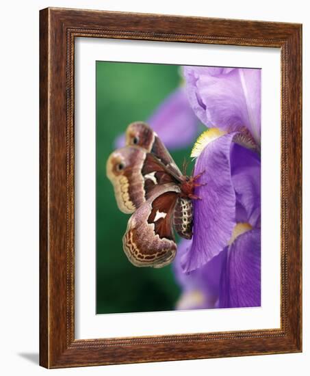 Cecropia Moth on Iris in Garden-Nancy Rotenberg-Framed Photographic Print