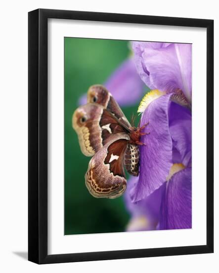 Cecropia Moth on Iris in Garden-Nancy Rotenberg-Framed Photographic Print