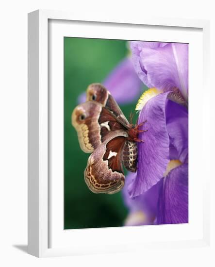 Cecropia Moth on Iris in Garden-Nancy Rotenberg-Framed Photographic Print