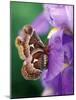 Cecropia Moth on Iris in Garden-Nancy Rotenberg-Mounted Photographic Print