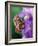 Cecropia Moth on Iris in Garden-Nancy Rotenberg-Framed Photographic Print