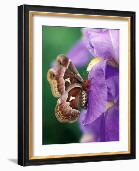 Cecropia Moth on Iris in Garden-Nancy Rotenberg-Framed Photographic Print