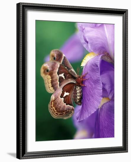 Cecropia Moth on Iris in Garden-Nancy Rotenberg-Framed Photographic Print