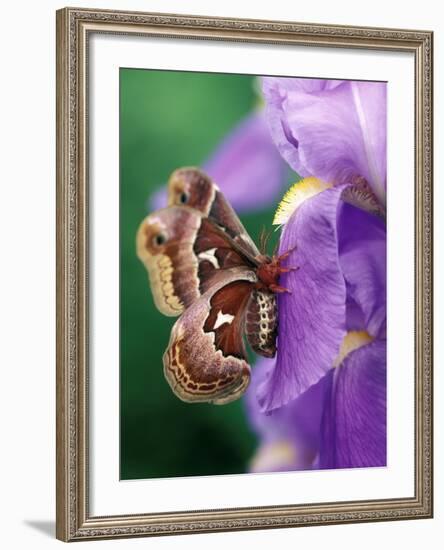 Cecropia Moth on Iris in Garden-Nancy Rotenberg-Framed Photographic Print