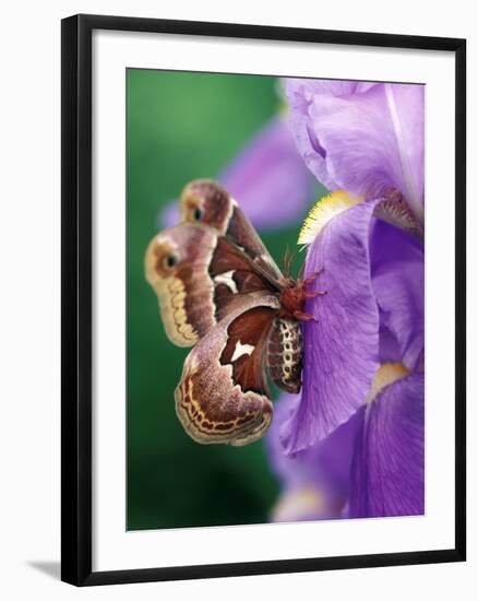 Cecropia Moth on Iris in Garden-Nancy Rotenberg-Framed Photographic Print