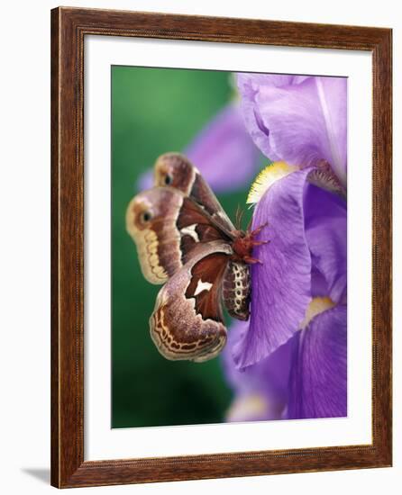 Cecropia Moth on Iris in Garden-Nancy Rotenberg-Framed Photographic Print