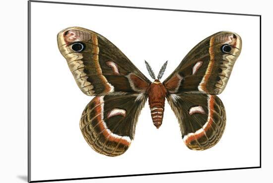 Cecropia Moth (Samia Cecropia), Emperor Moth, Insects-Encyclopaedia Britannica-Mounted Art Print