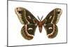 Cecropia Moth (Samia Cecropia), Emperor Moth, Insects-Encyclopaedia Britannica-Mounted Art Print