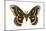 Cecropia Moth (Samia Cecropia), Emperor Moth, Insects-Encyclopaedia Britannica-Mounted Art Print